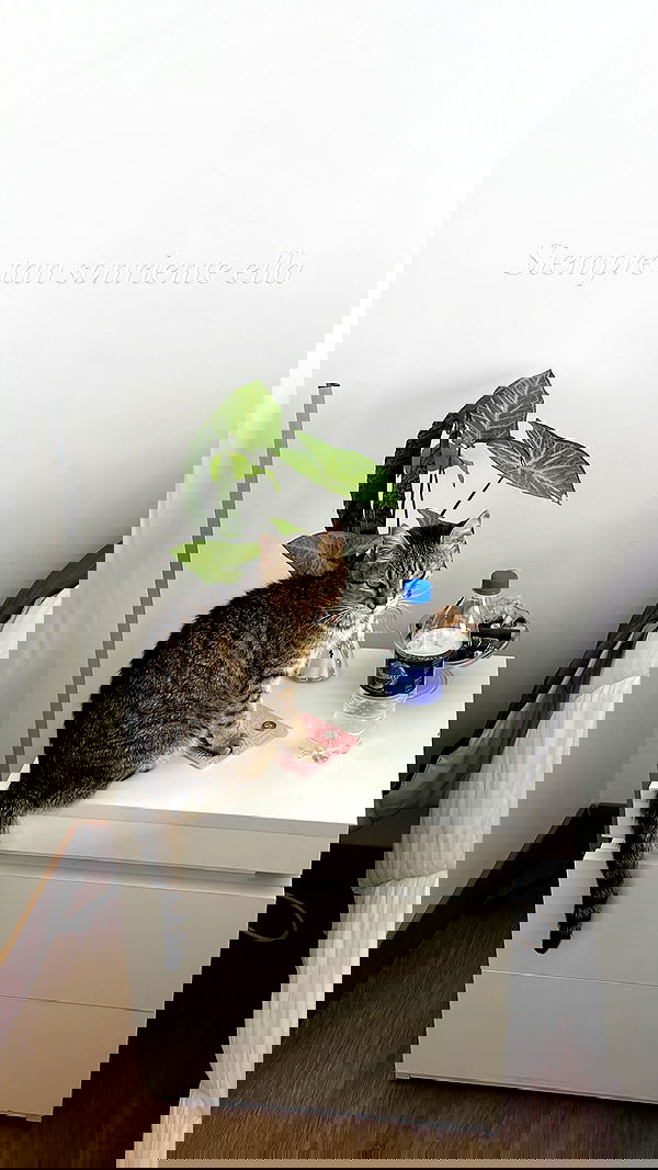 shunli__mei image ~ Altpins