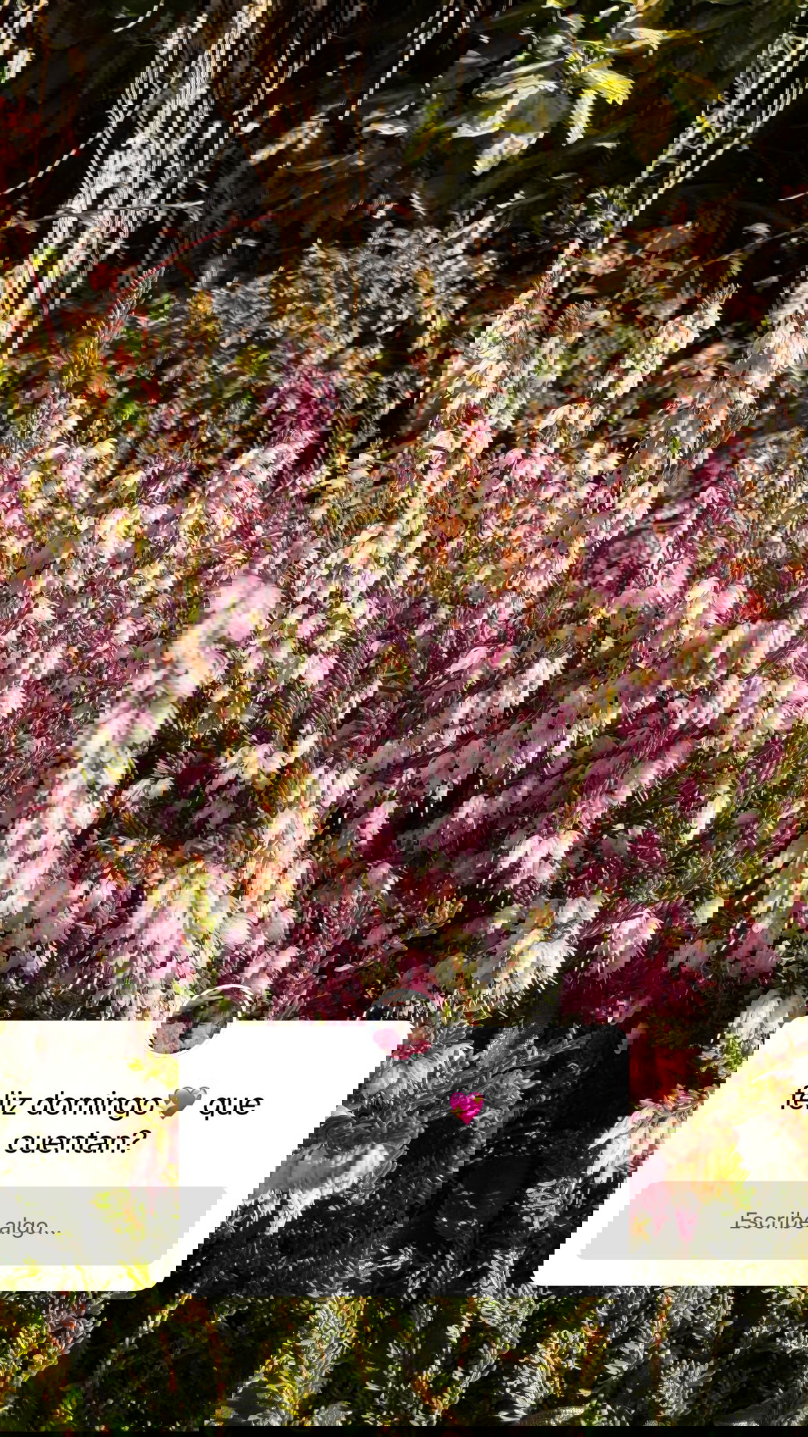 shunli__mei instagram image archive image