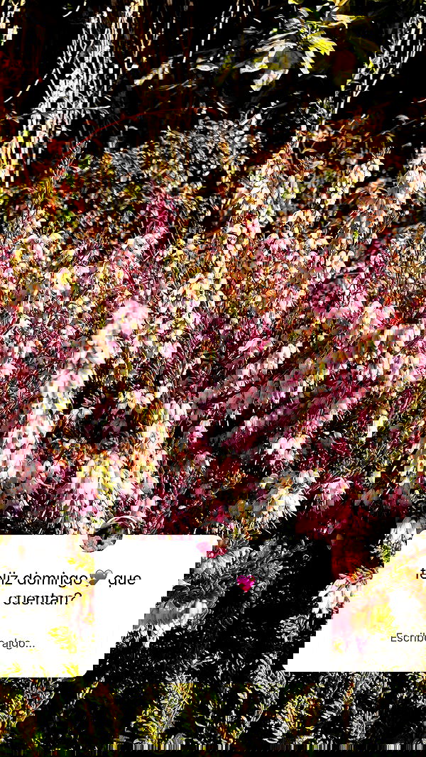 shunli__mei image ~ Altpins