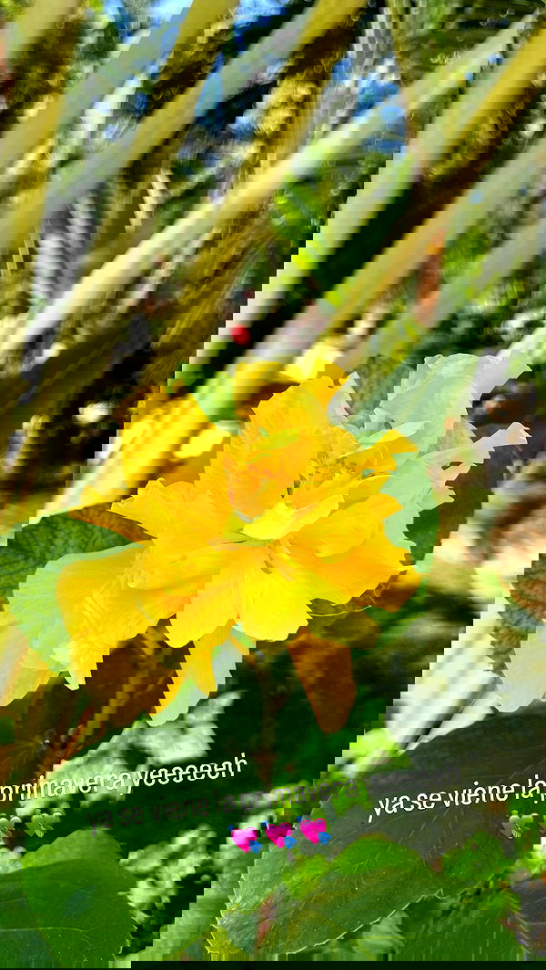 shunli__mei image ~ Altpins