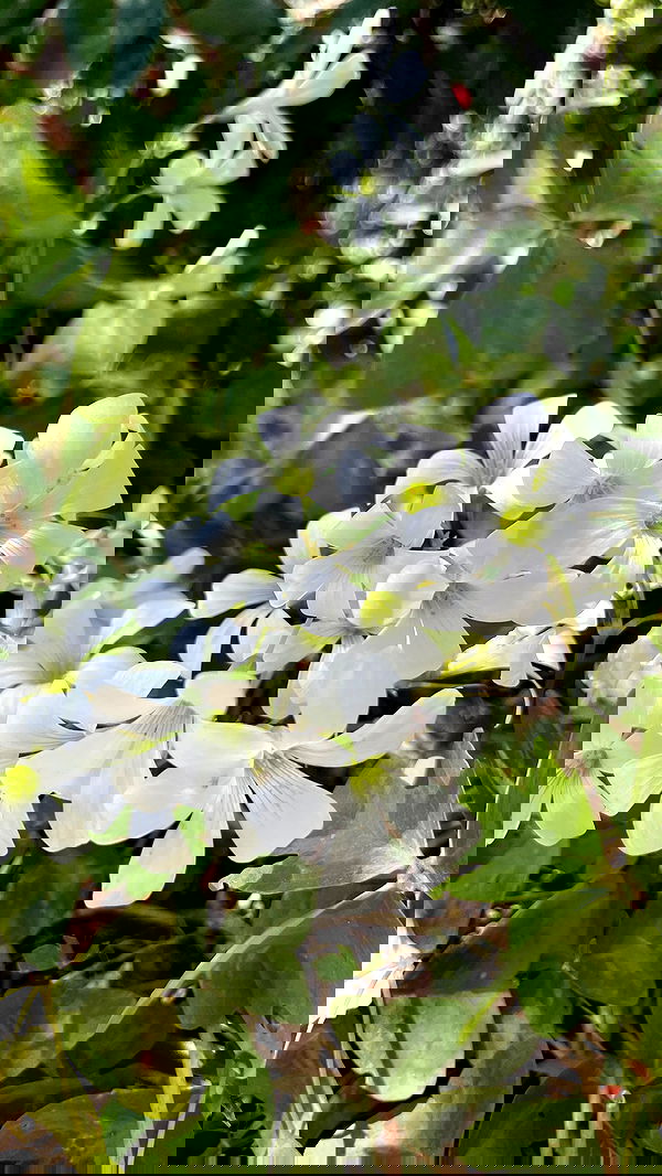 shunli__mei image ~ Altpins