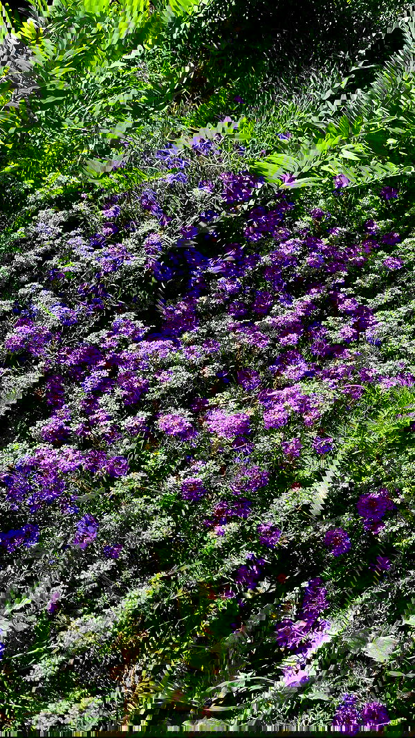 shunli__mei image ~ Altpins