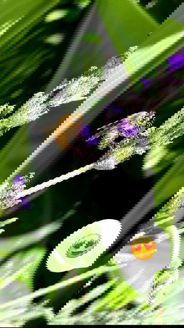 shunli__mei image ~ Altpins