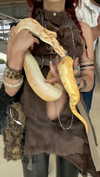 shvuty__ Altpins Profile Picture
