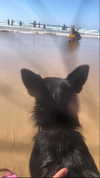 siel_pinto Altpins Profile Picture