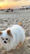 siel_pinto Altpins Profile Picture