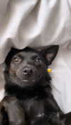 siel_pinto Altpins Profile Picture