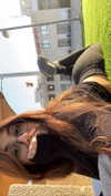 siel_pinto Altpins Profile Picture