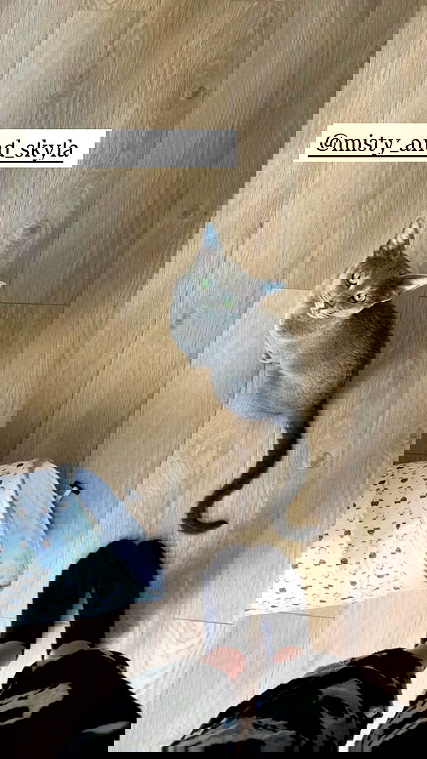 silkton image ~ Altpins