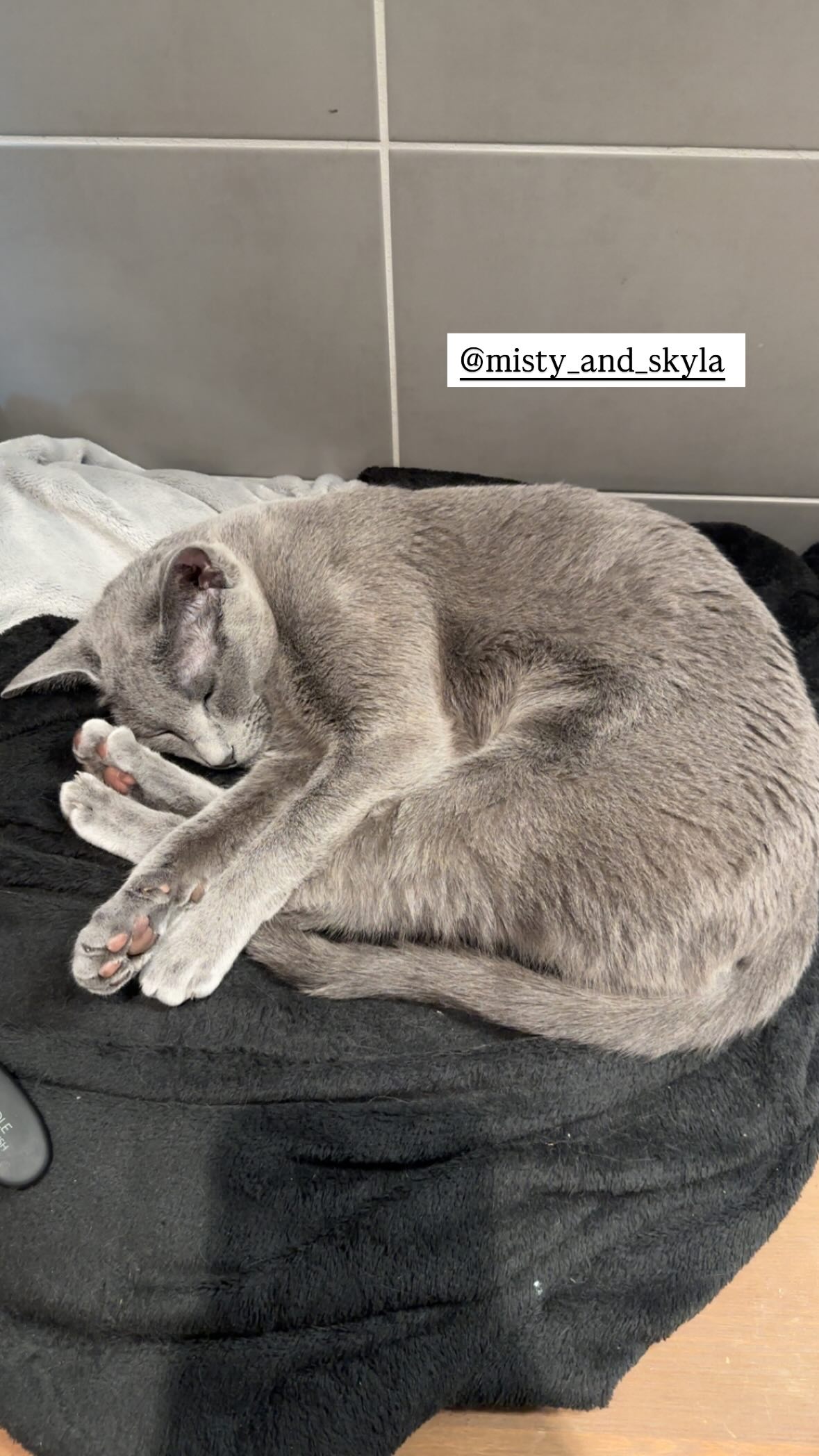 silkton instagram image archive image