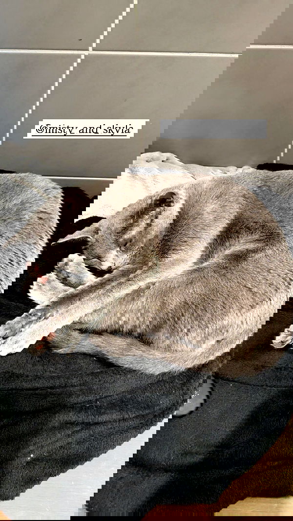 silkton image ~ Altpins