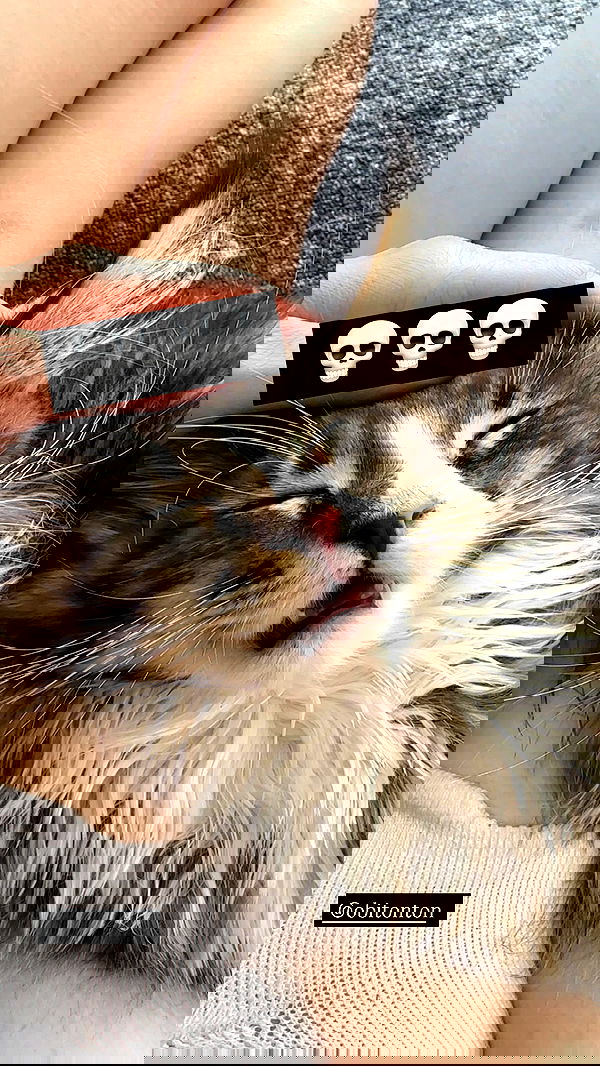 silkton image ~ Altpins