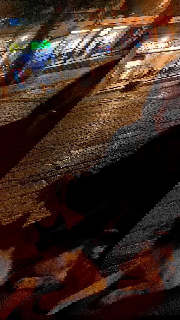 simp_for_cats_ simp_for_cats_ archive image