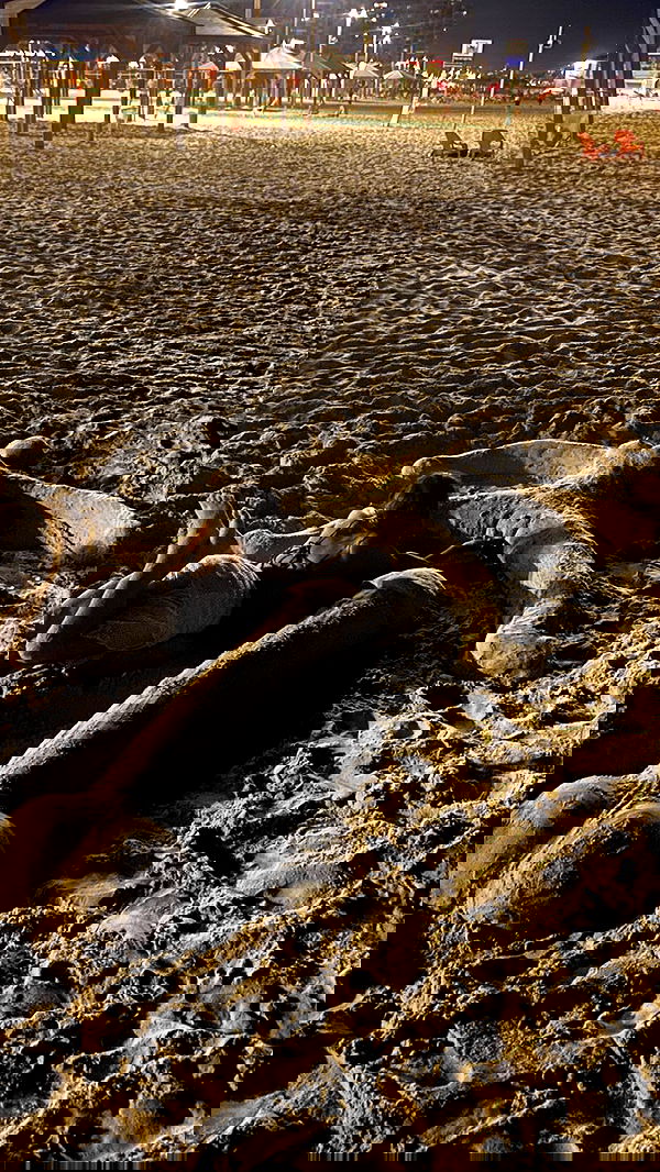 simp_for_cats_ simp_for_cats_ archive image