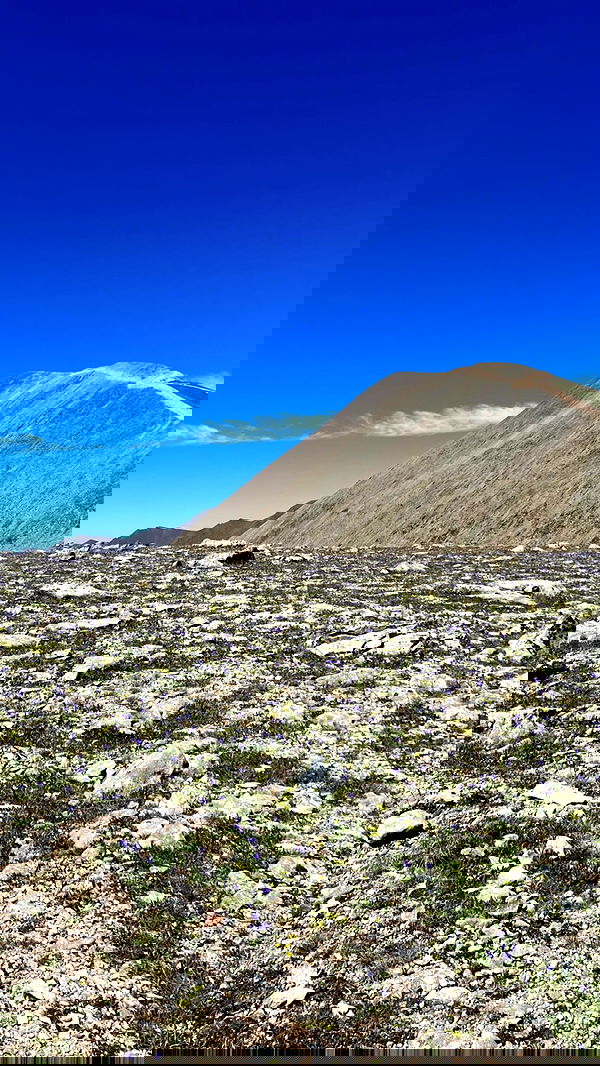 siyamore_ image ~ Altpins