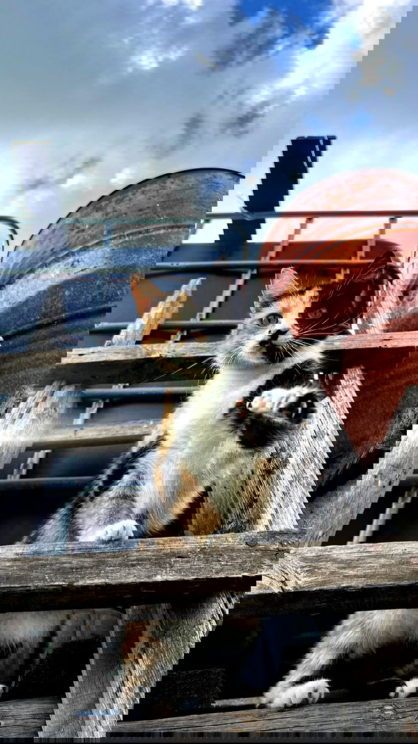 siyamore_ image ~ Altpins