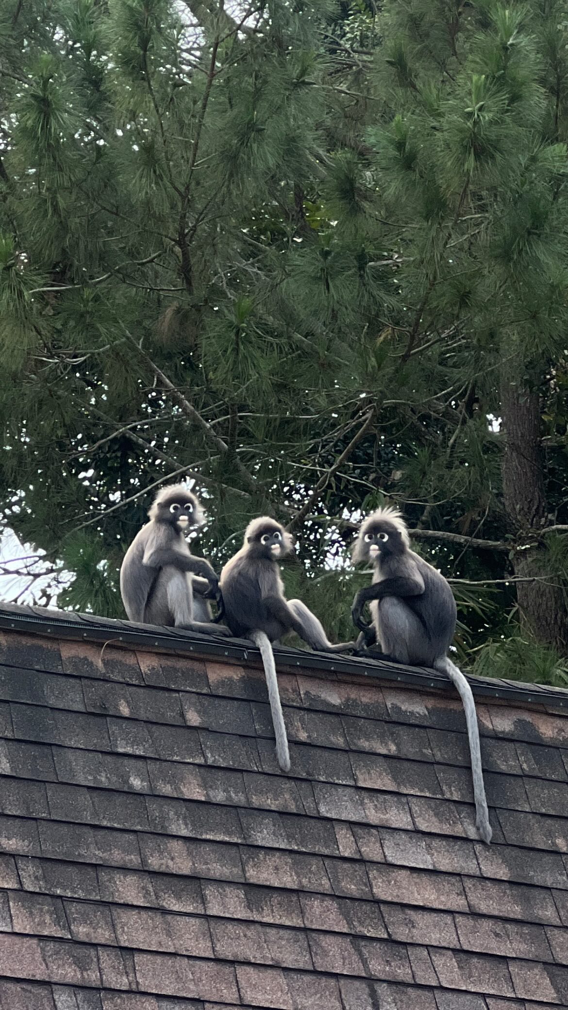 siyamore_ instagram image archive image