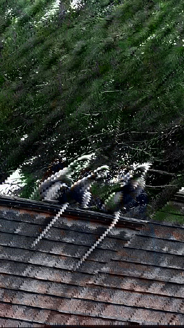 siyamore_ image ~ Altpins