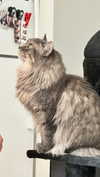 skyyy_babyyy3 Altpins Profile Picture