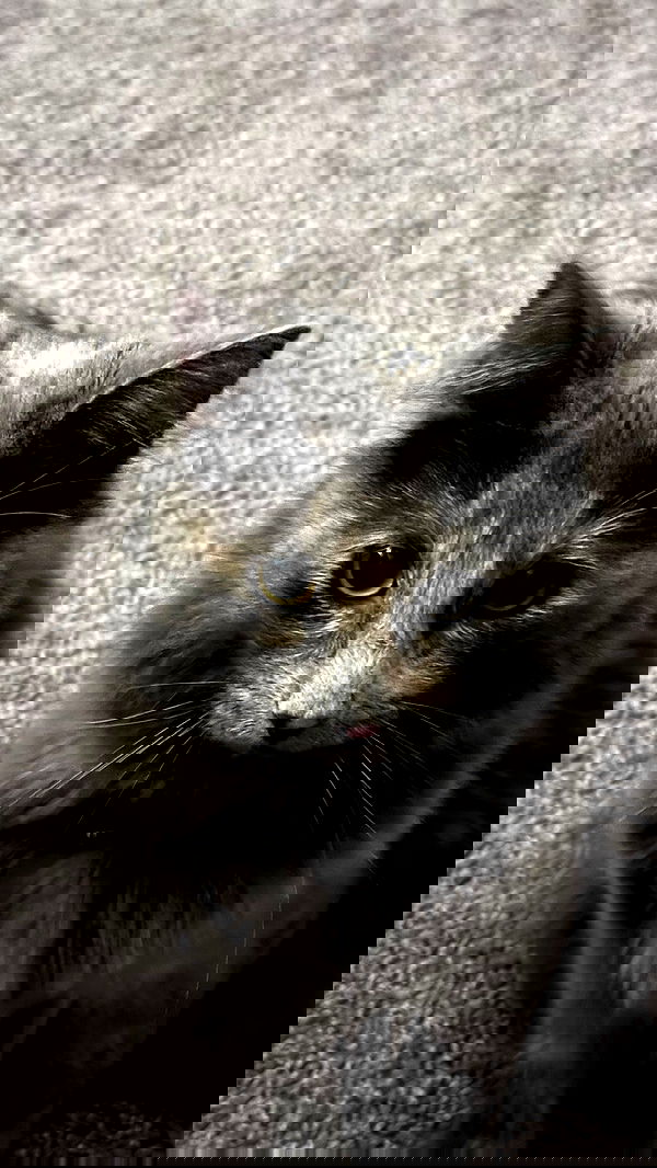 smeepsx smeepsx archive image