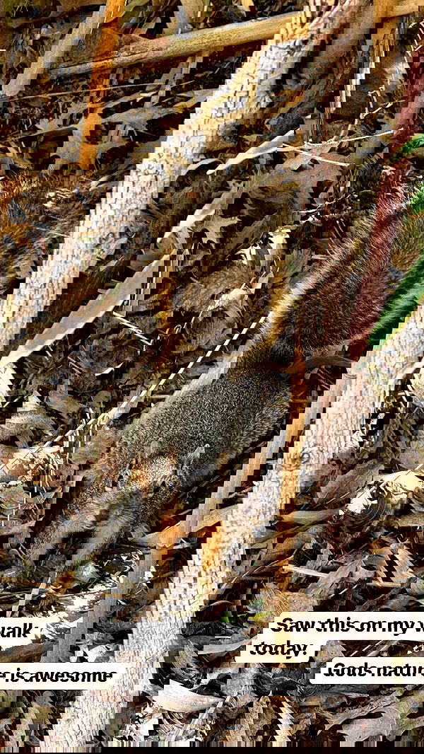 smillsap02 smillsap02 archive image