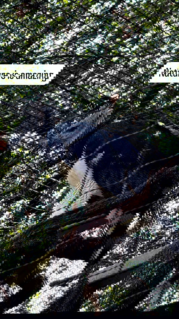 smillsap02 smillsap02 archive image