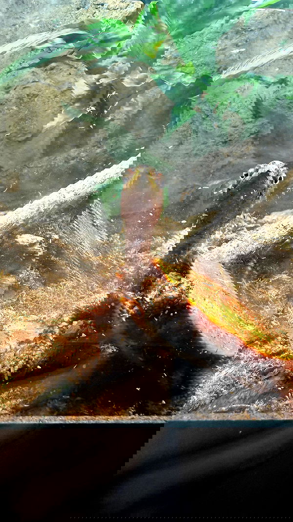 smillsap02 smillsap02 archive image