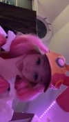 sminky Altpins Profile Picture