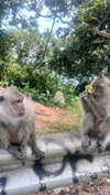 sofiya.pl Altpins Profile Picture
