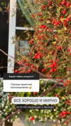 sonya_fisher_ Altpins Profile Picture