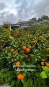 sonya_fisher_ Altpins Profile Picture