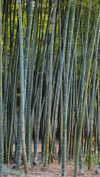 sonya_fisher_ Altpins Profile Picture