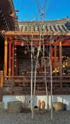 sonya_fisher_ Altpins Profile Picture