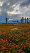 sonya_fisher_ Altpins Profile Picture