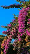 sonya_fisher_ Altpins Profile Picture