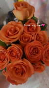 sophiagiannamore Altpins Profile Picture