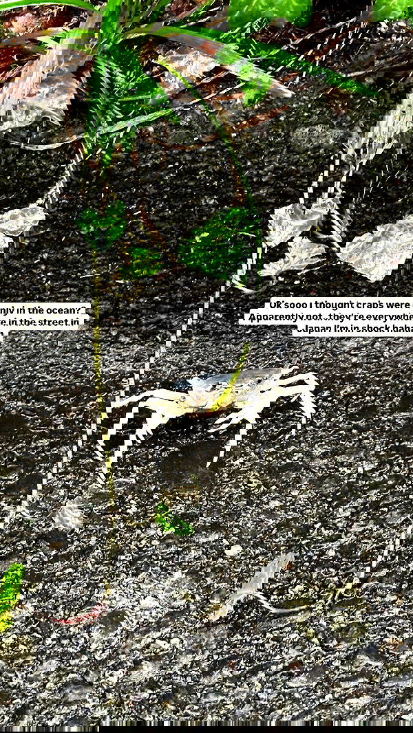 sophiemudd sophiemudd archive image