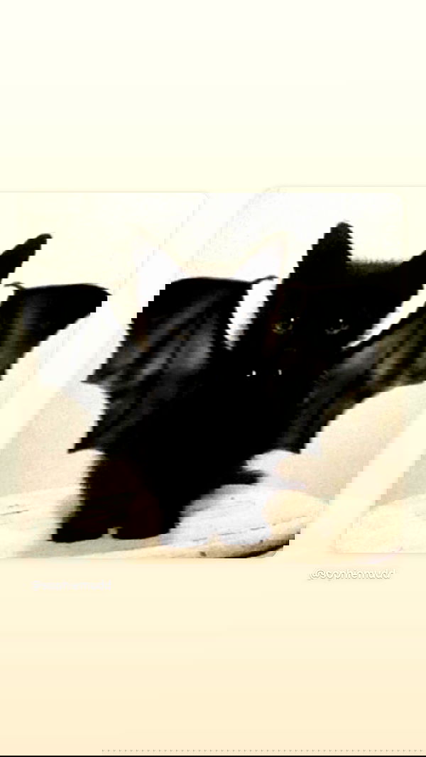 sophiemudd sophiemudd archive image