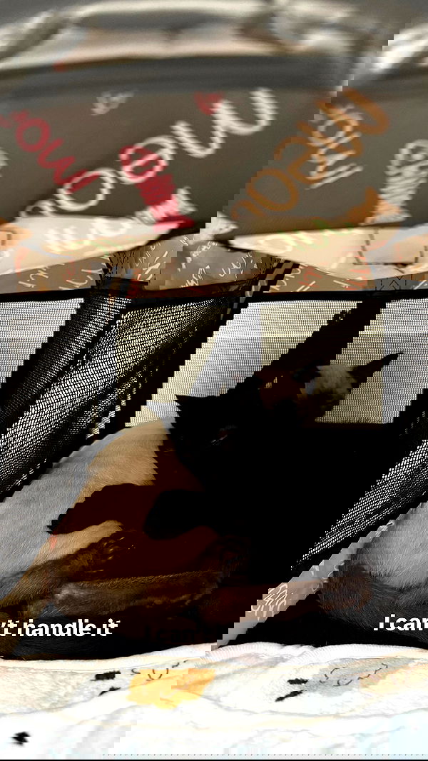 sophiemudd sophiemudd archive image