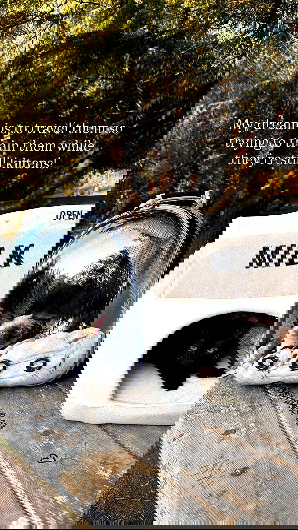 sophiemudd sophiemudd archive image