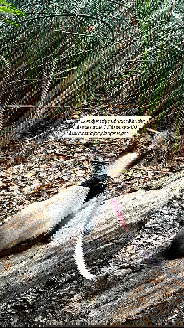 sophiemudd sophiemudd archive image