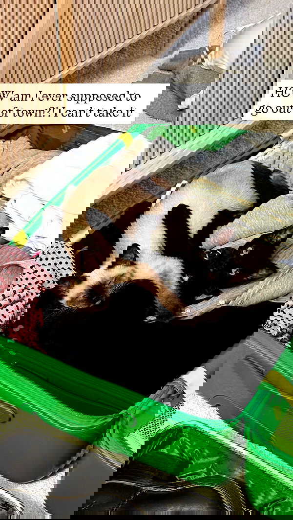 sophiemudd sophiemudd archive image