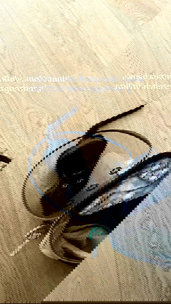 sophiemudd sophiemudd archive image