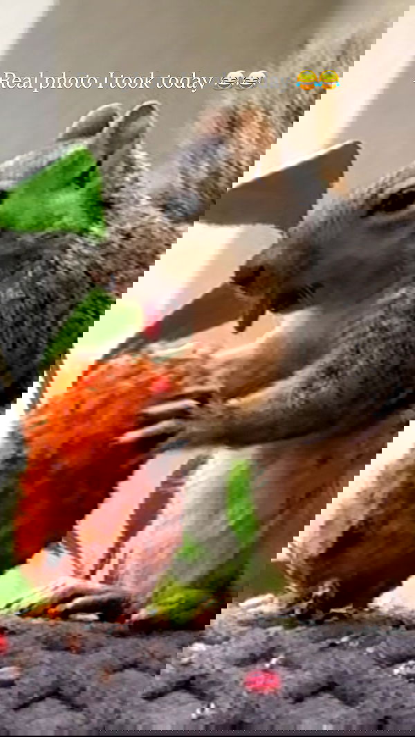 sophiemudd sophiemudd archive image