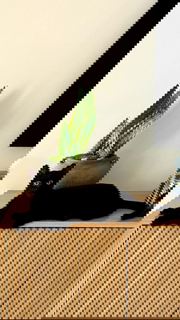 sophiemudd sophiemudd archive image