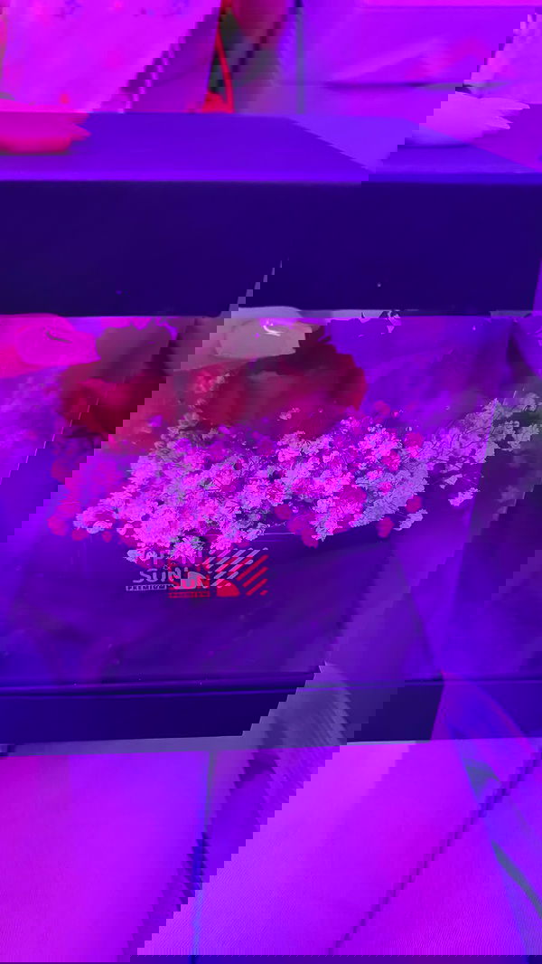 stepanovaofficial stepanovaofficial archive image