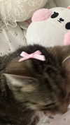suadaunanh_ne Altpins Profile Picture