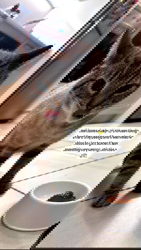 suikomuu suikomuu archive image