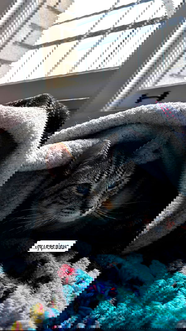 suikomuu suikomuu archive image