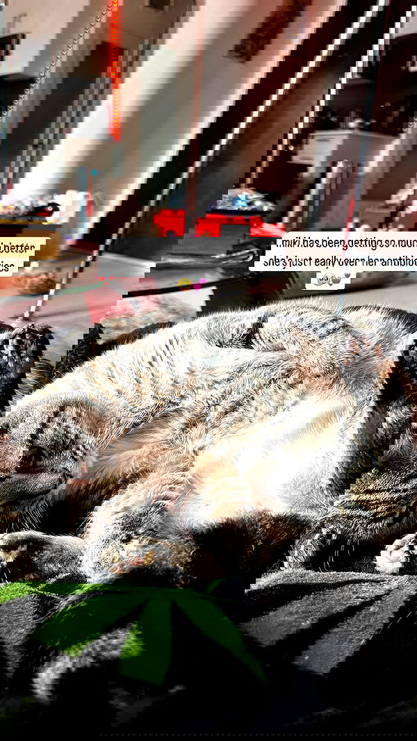 suikomuu suikomuu archive image